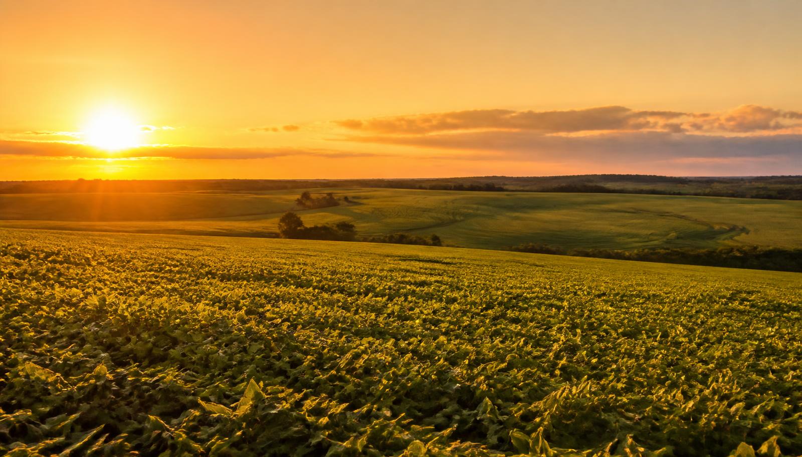 Lavoura de soja ao pôr do sol